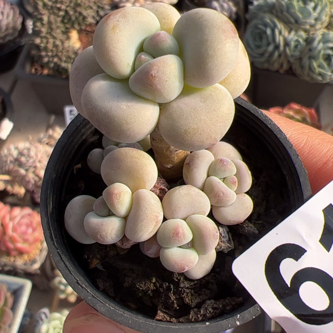 617 满38包邮一物一拍