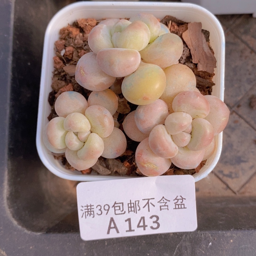 萤火虫6cm143多肉植物