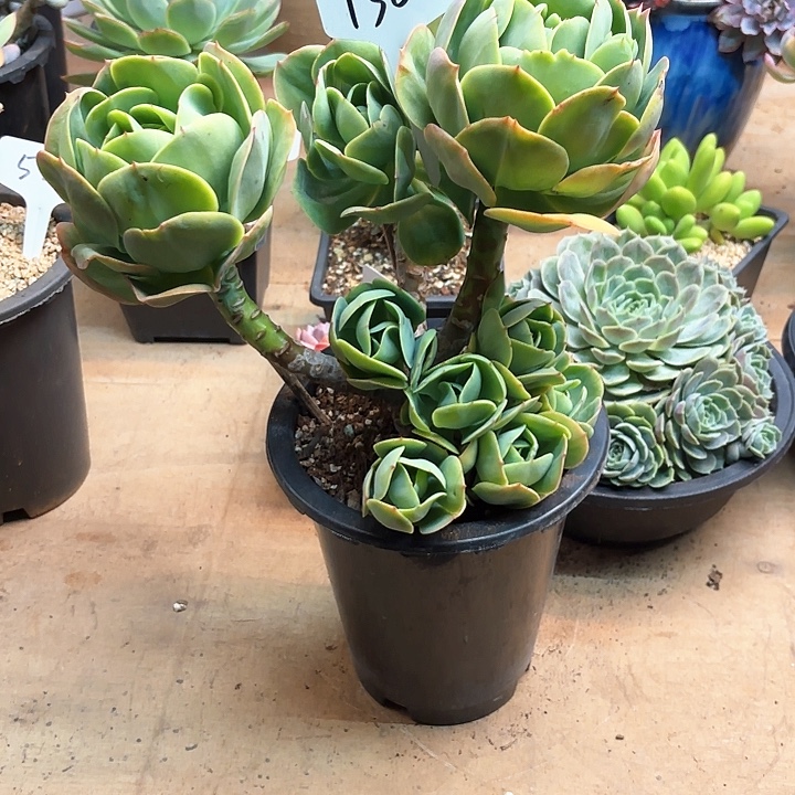 多肉植物，鸡蛋碧桃130号