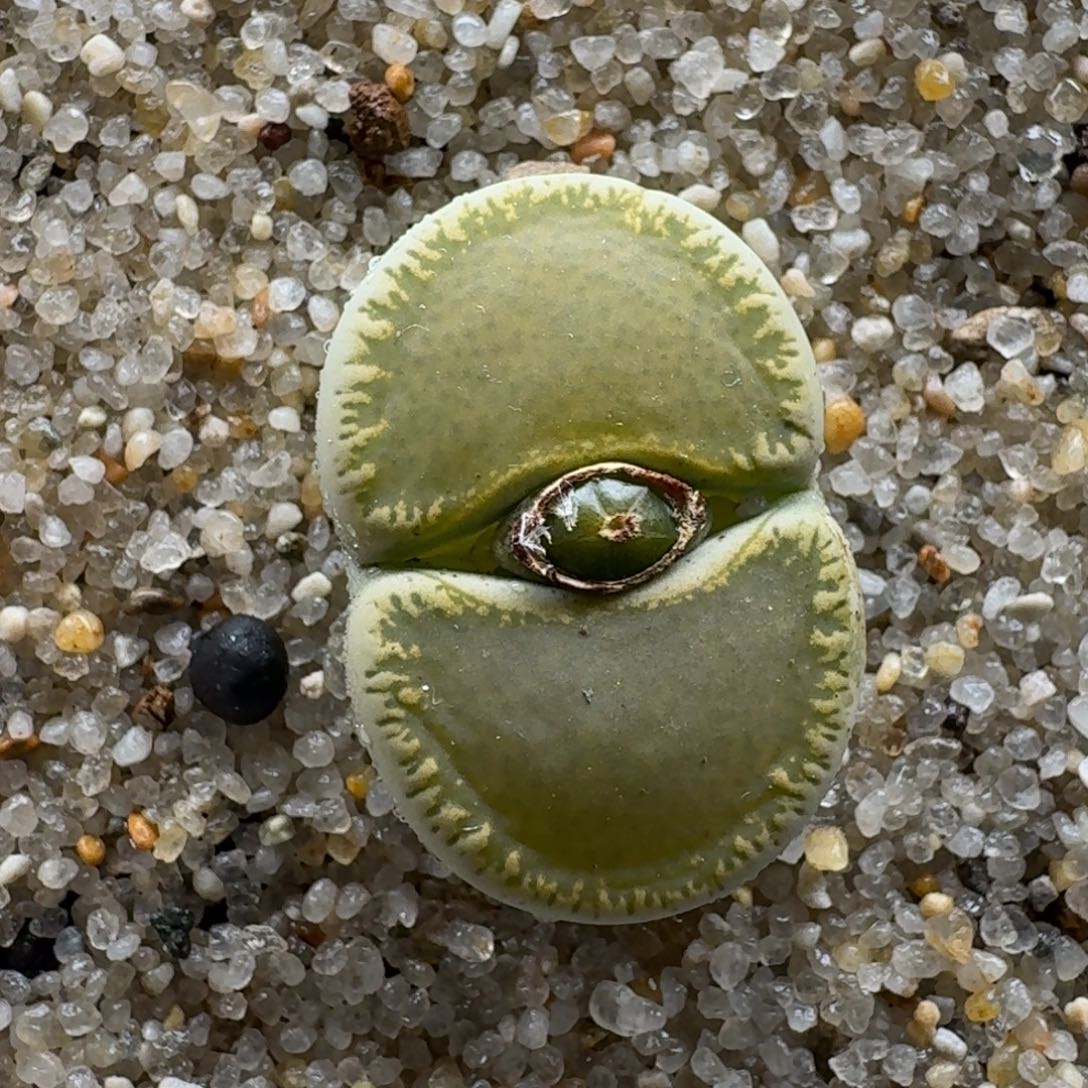 煮***茶1208-051生石花花花