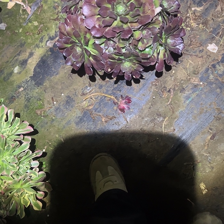 一单包邮不包侧枝44