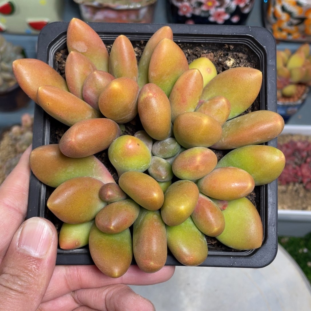 4头带崽芒果奶多肉植物