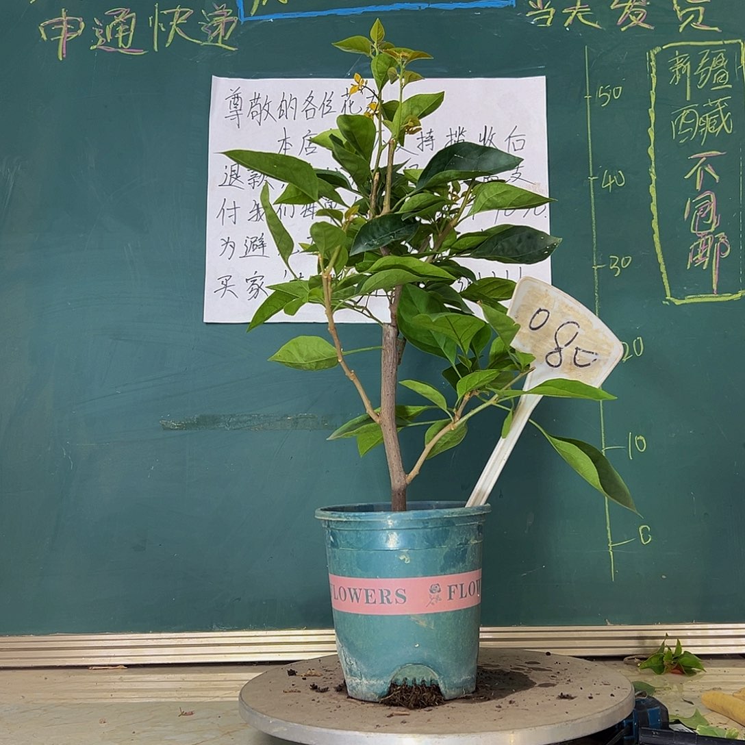 当前无花栽培后可以开花黄玫瑰 080