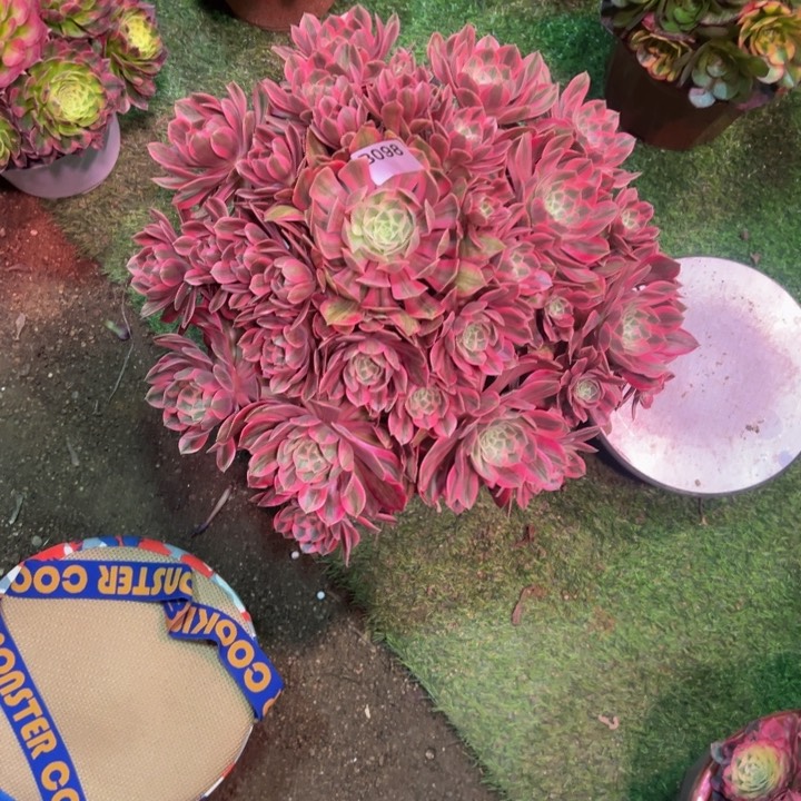 红陶一**唇浣纱098多肉