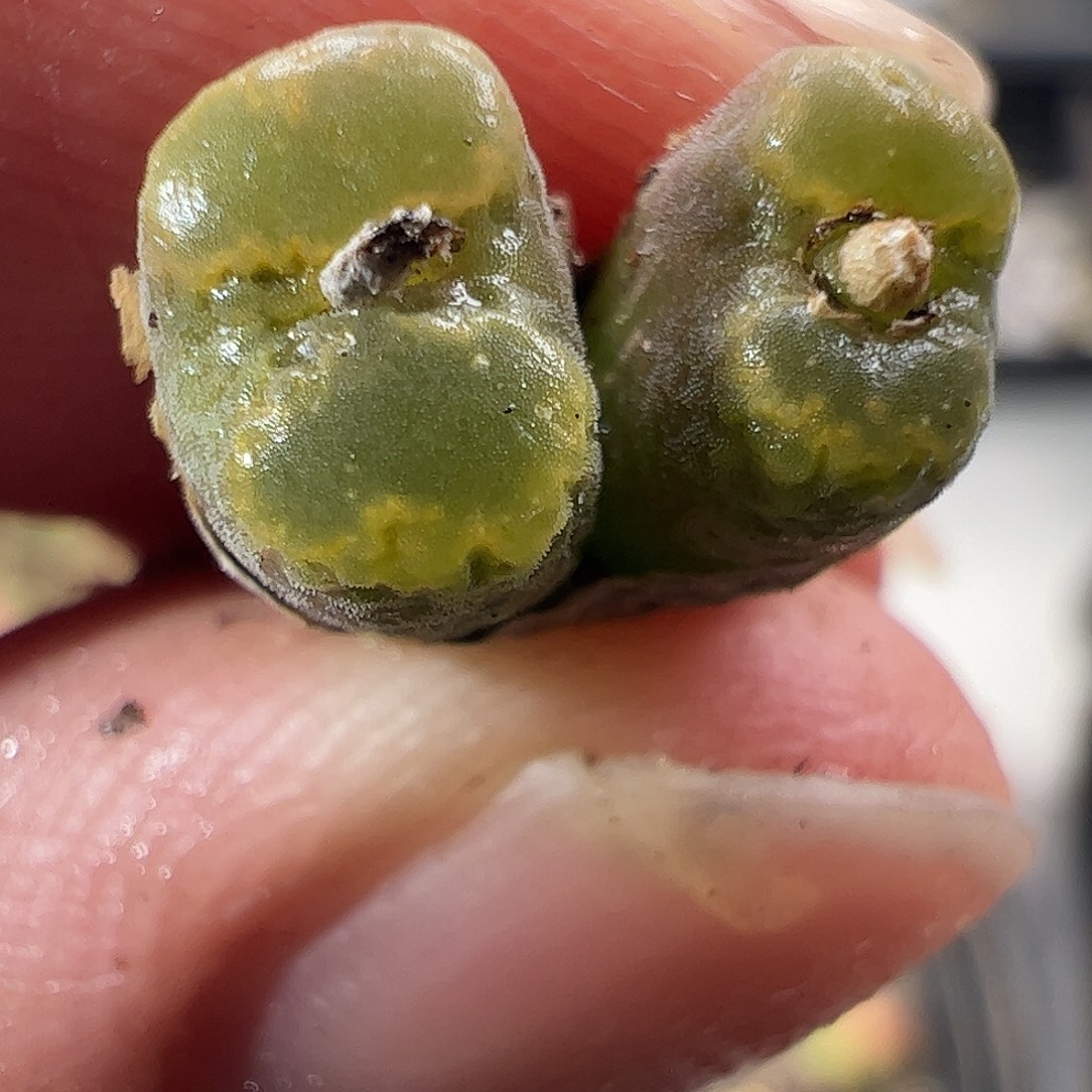 一物一拍MG1456.5黄绿冰珀火柴勋章289