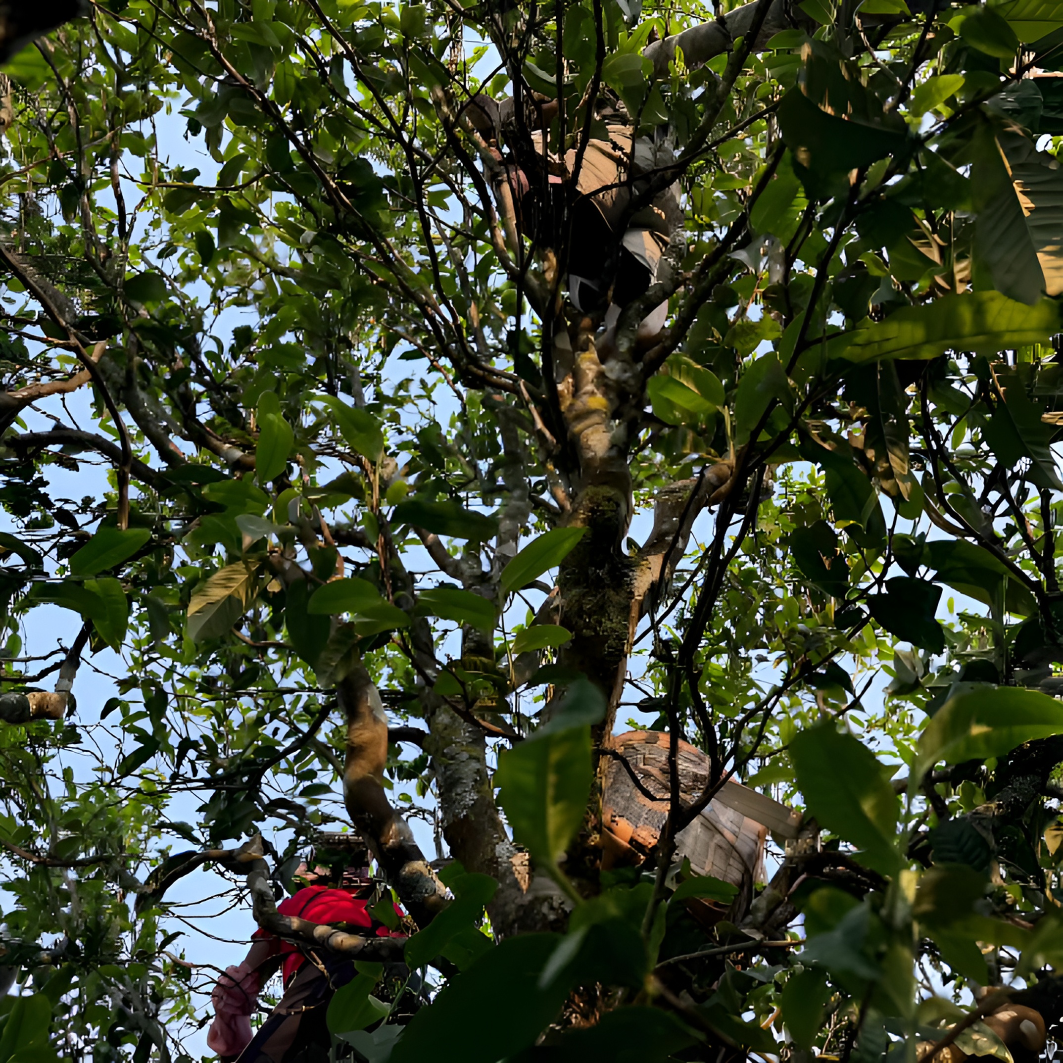 茶叶通用链接3号以上播为主 平时请勿错拍