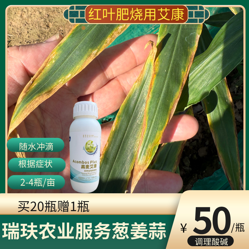 艾康 大姜果树底部叶片 黄化 干尖 冲施 滴灌 喷雾