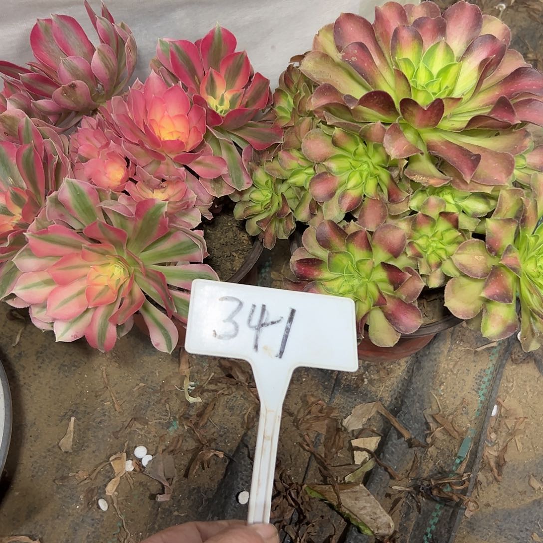 多肉植物组合2个品种