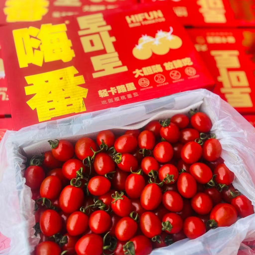 玲珑千禧小番茄2.2斤毛重，脆甜可口、皮薄，化渣度好颗颗爆汁新鲜北京市
