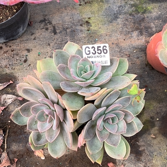 紫凤356 全场默认微瑕7-8天发货