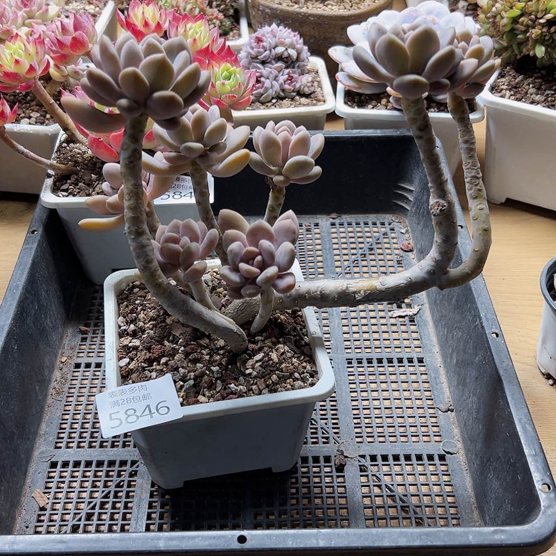 9号我们的确是一个5846