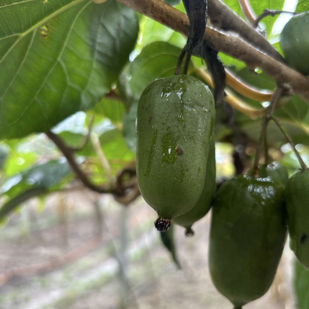 云南新鲜软枣猕猴桃奇异莓越软越甜