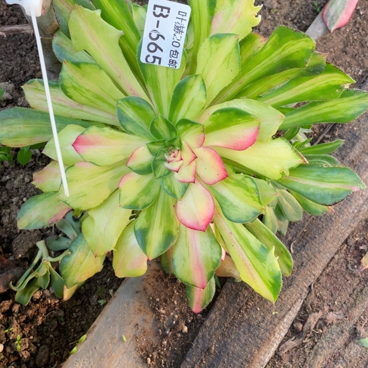 段***）665知否无根多肉11345678多肉