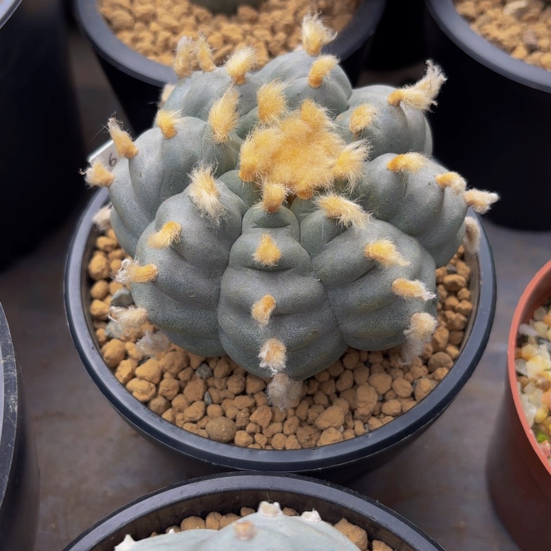 日系长谷川G g g g