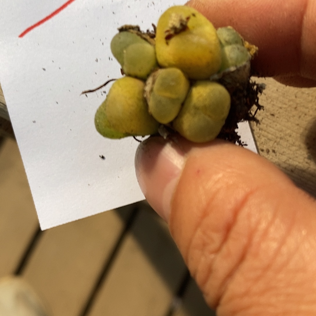 25325。   一颗。一颗。 群生