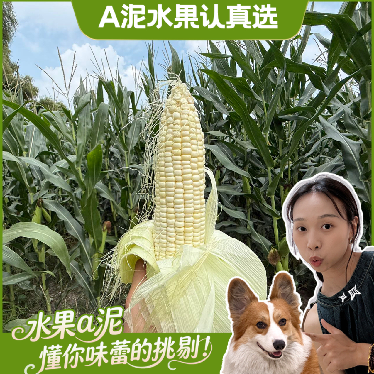 【老粉必拍】黑龙江五常玉米一级果软糯香甜5斤【产地直发+中通快递】