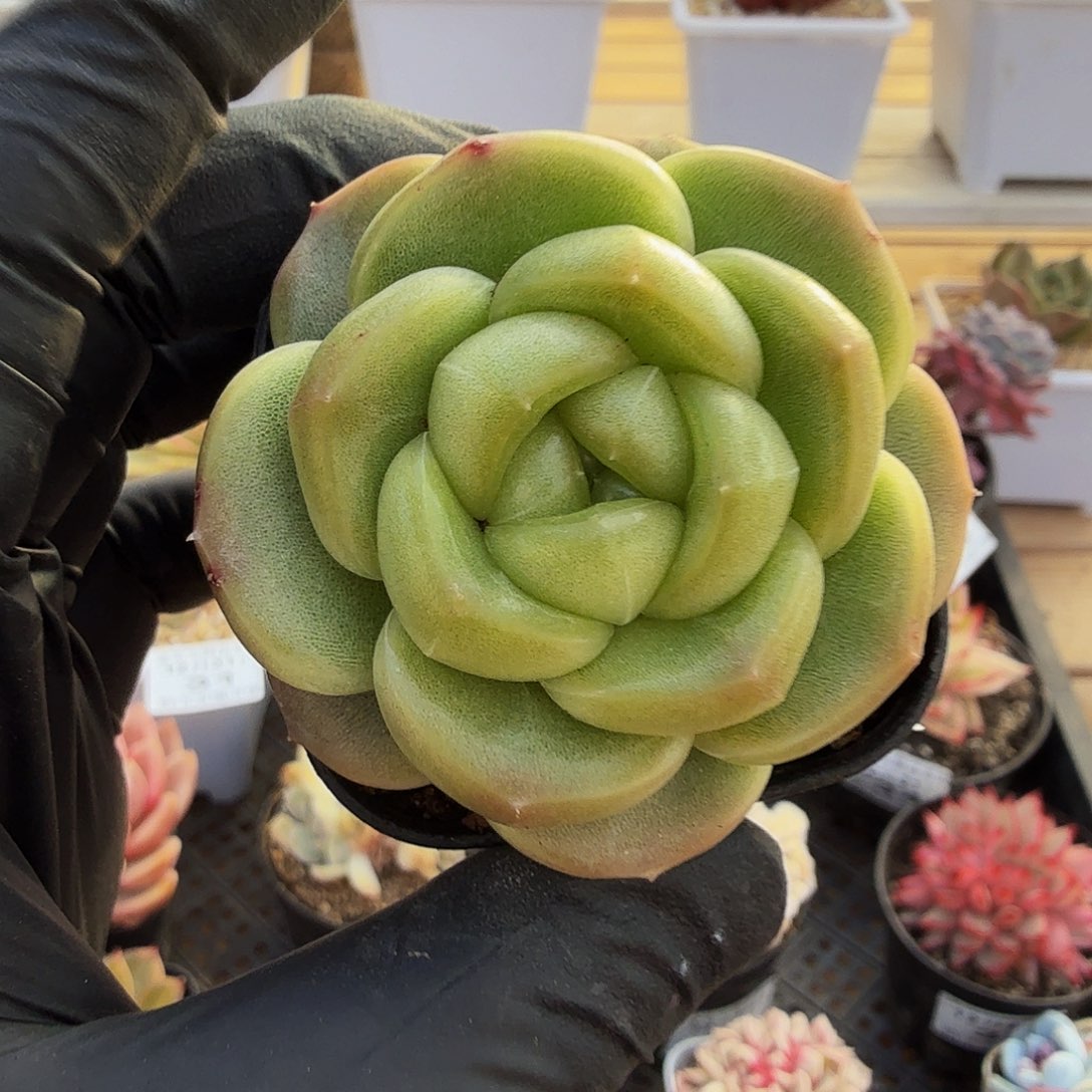 1231-40碧波珍妮单头