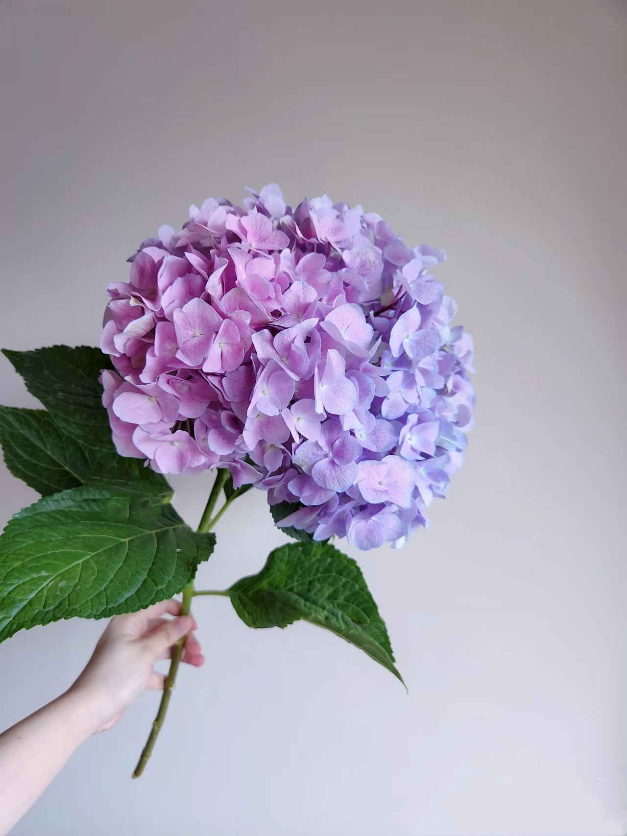 【买一送一】粉紫色绣球一支   宫崎骏的花  超长花期  云南鲜花