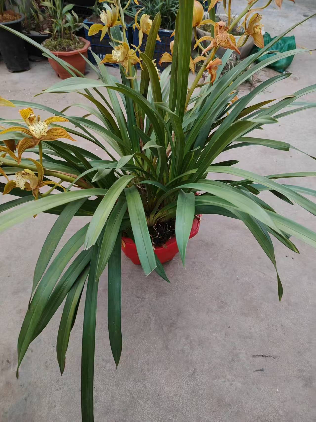 滇西沉香虎头兰客厅兰花草花香叶美，盆景回家佳品深圳农科兰。