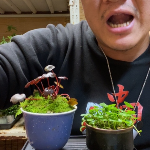 红陶一物一拍所见即所得46