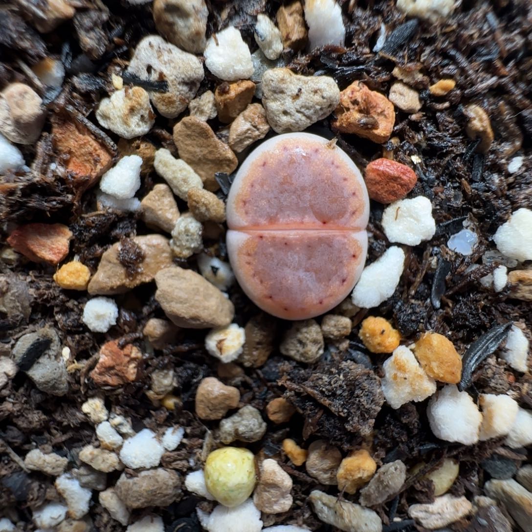 金边粉霜218饼干大棚直播