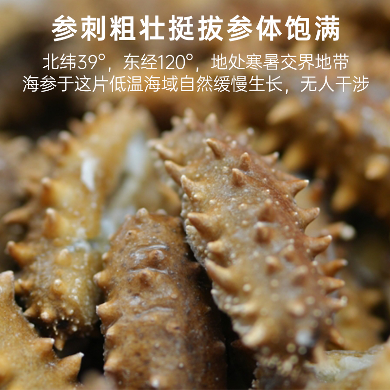 （源头工厂直发）渤海湾深海底即食海参10-20头