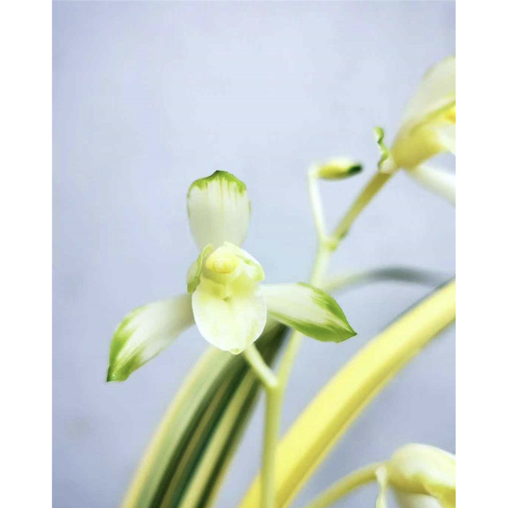 【合天下】建兰名品 老种2苗 花开浓香对版高档养兰