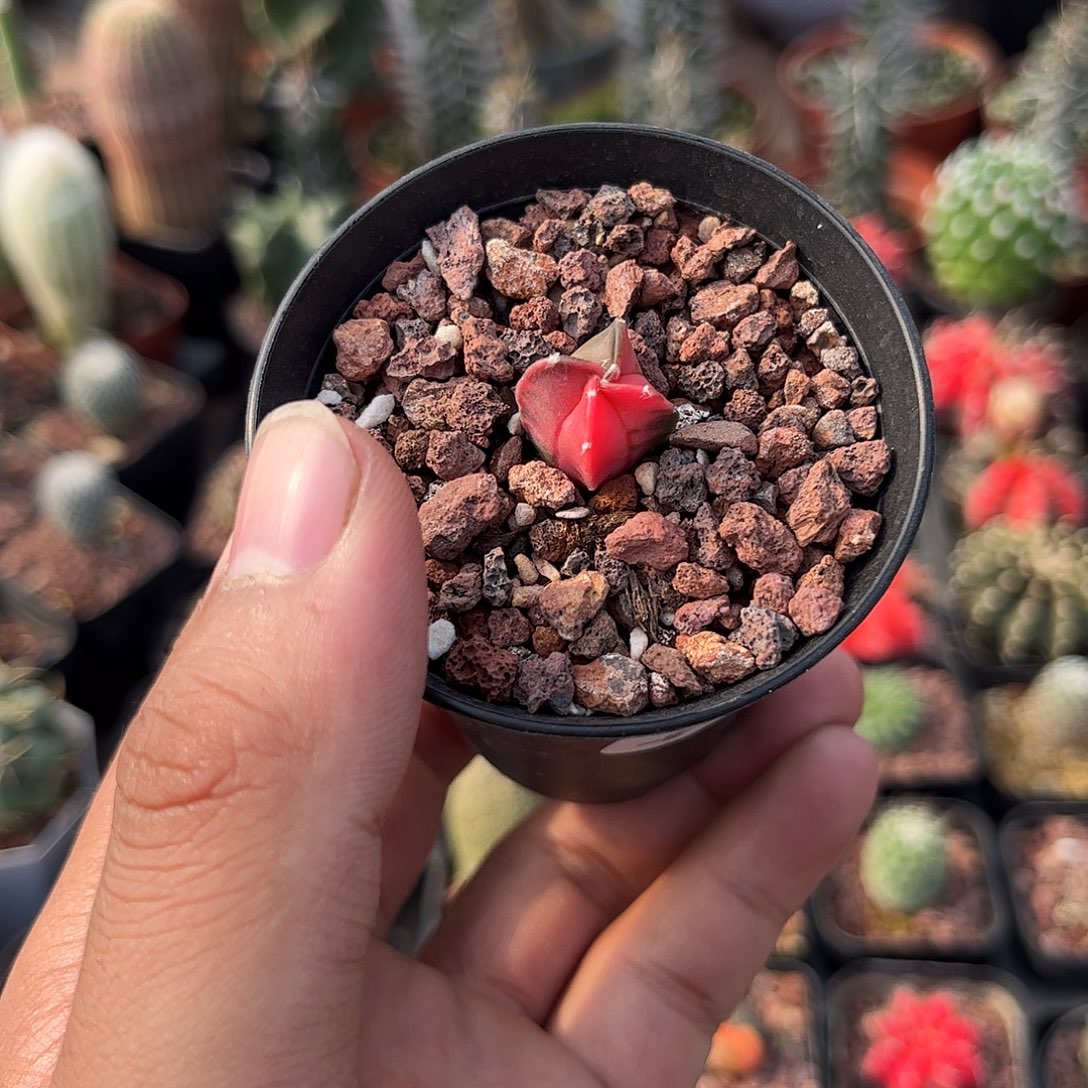 平***姐110761一物一拍单头