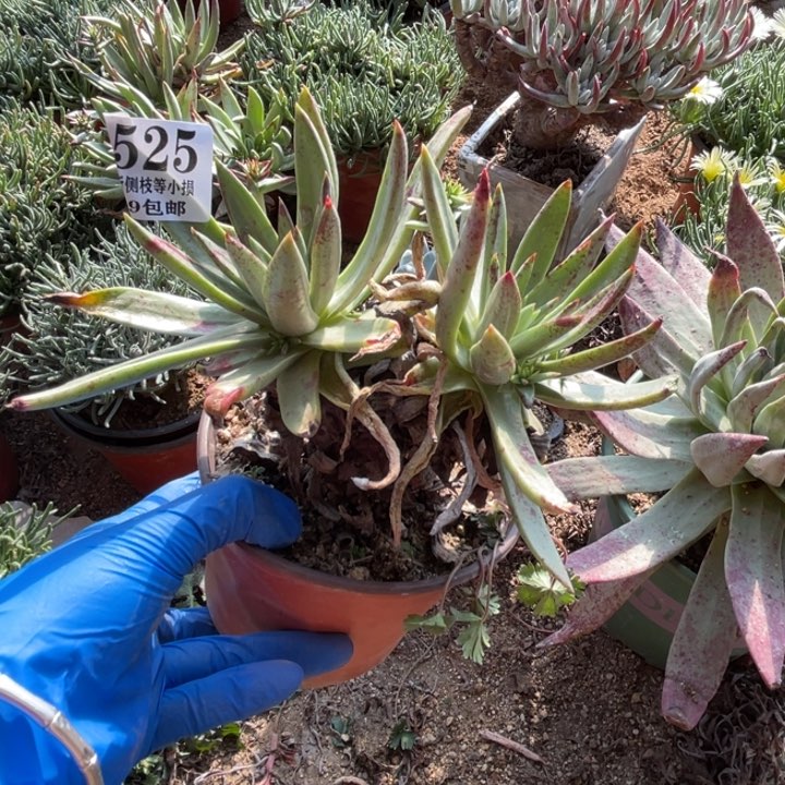 525号伊静思多肉植物