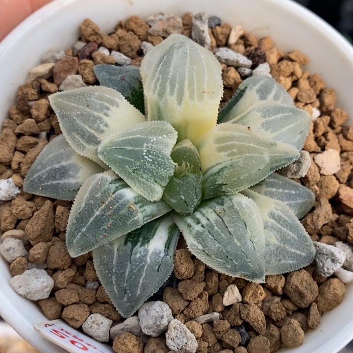 105号实生磨面锦多肉