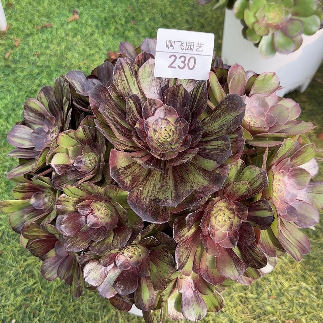 可***梅230多肉 墨染福利法师