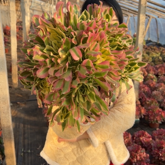 白凤一颗包邮福利