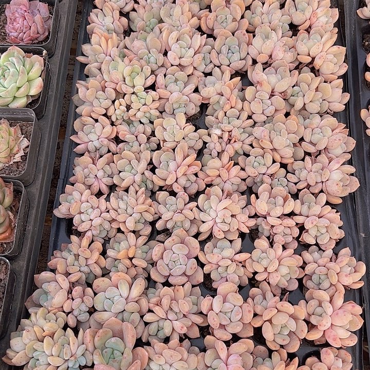 直播福利一物一拍94