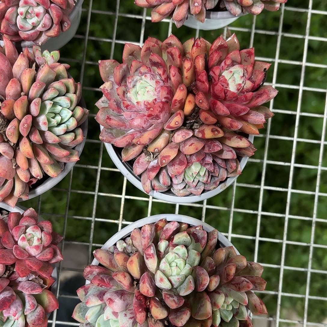 血燕小群9㎝盆带盆土发货