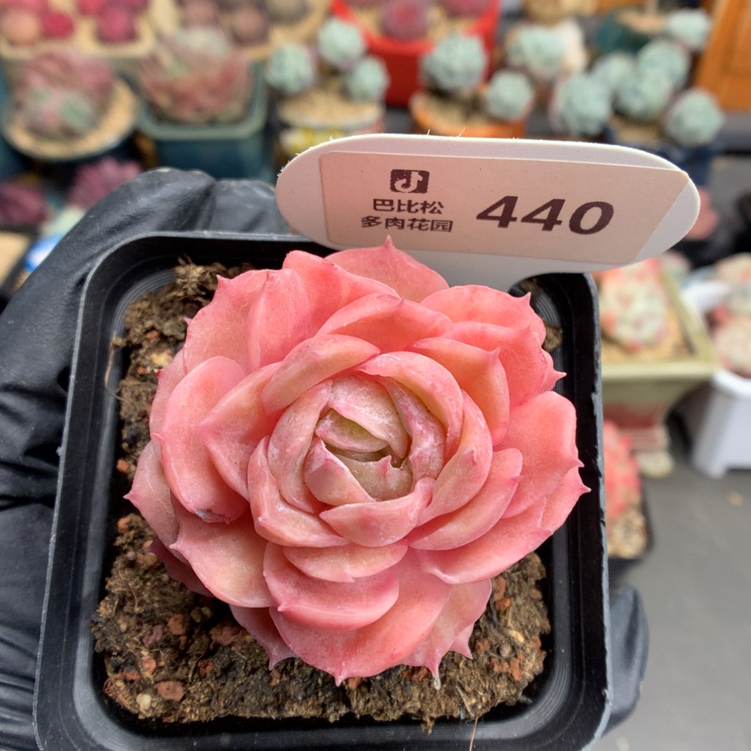 440 昂斯诺石化多肉