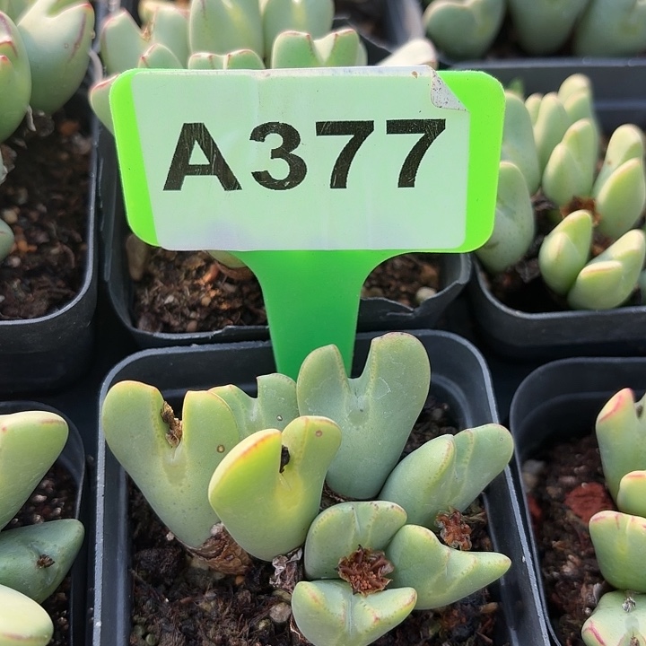 3***6377nnnnnnnnmmnnkkkkkkkk