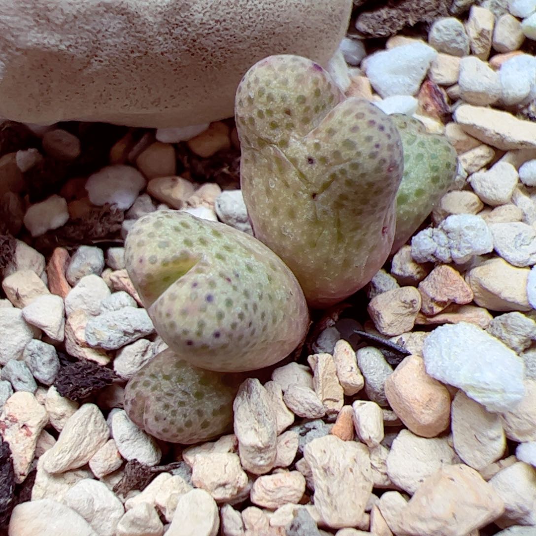 112 优秀的肉肉86