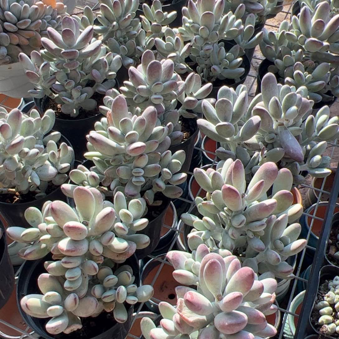 新疆包邮 乒乓福娘