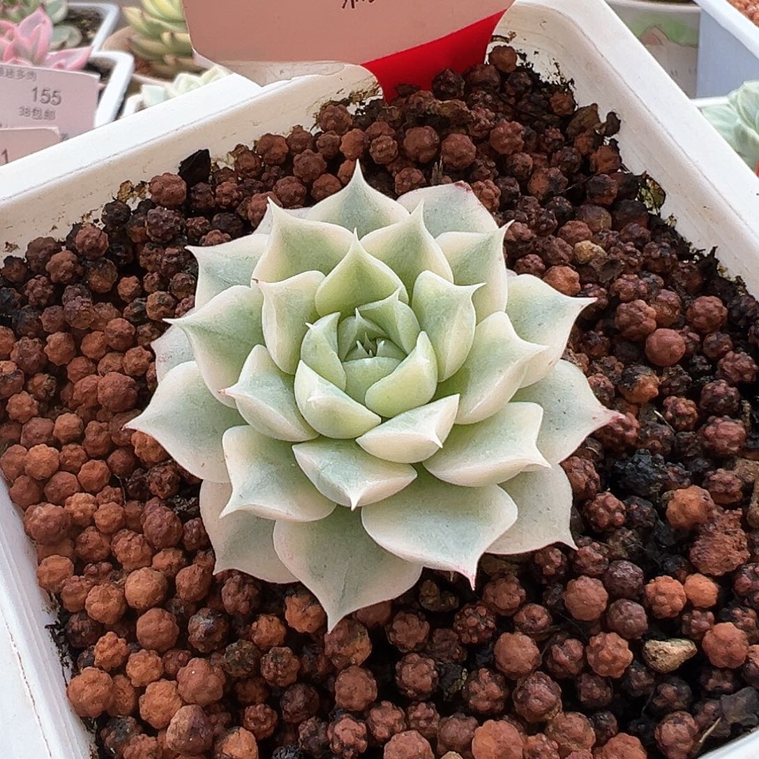 147号海琳娜锦多肉植物