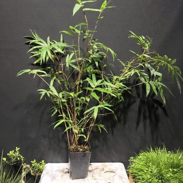 红观音竹简单好养易活