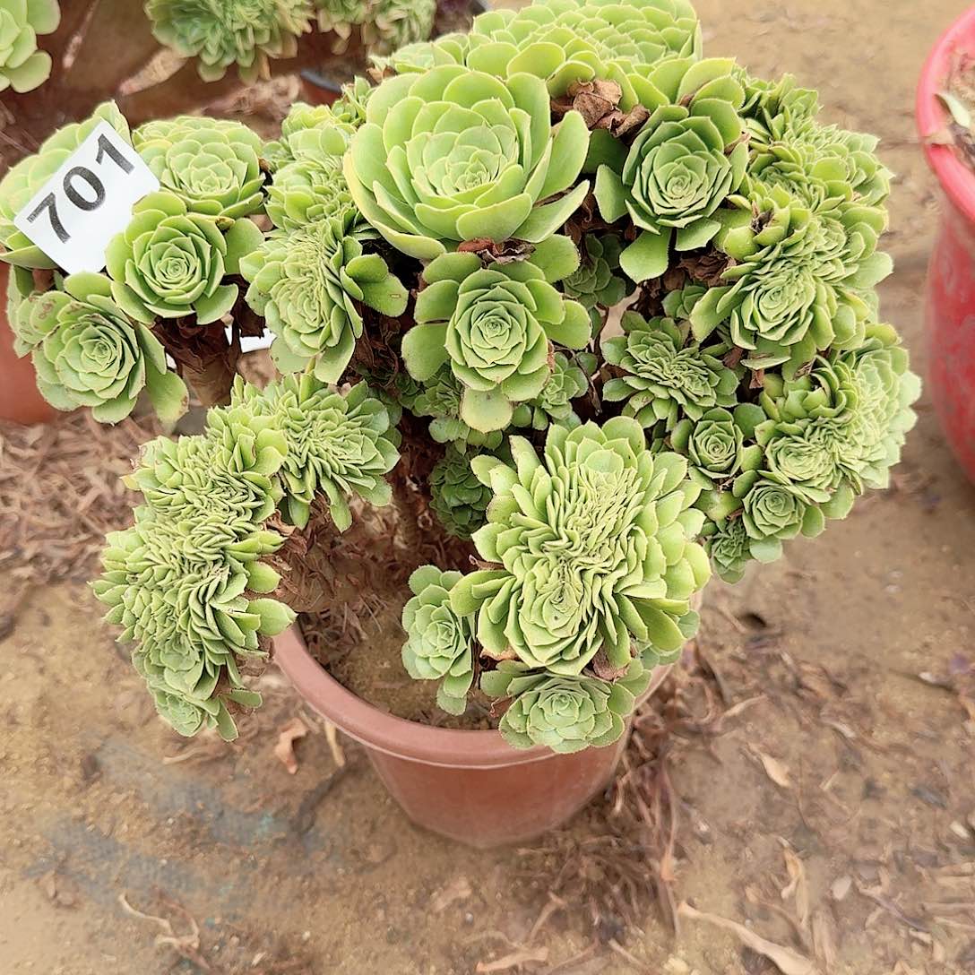 701绿缀朵朵一颗呀呀呀