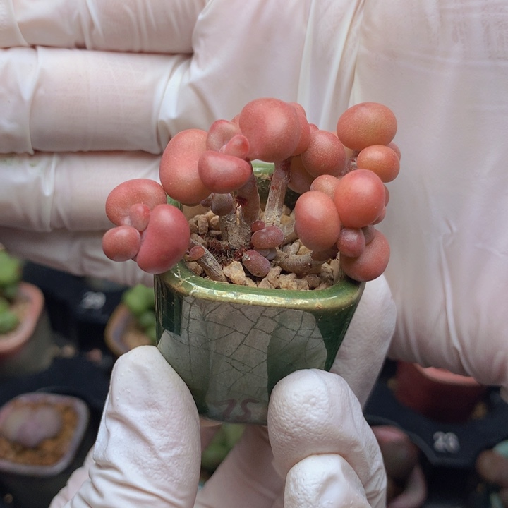 血斑丸叶蛋 大小12个脑袋 木质