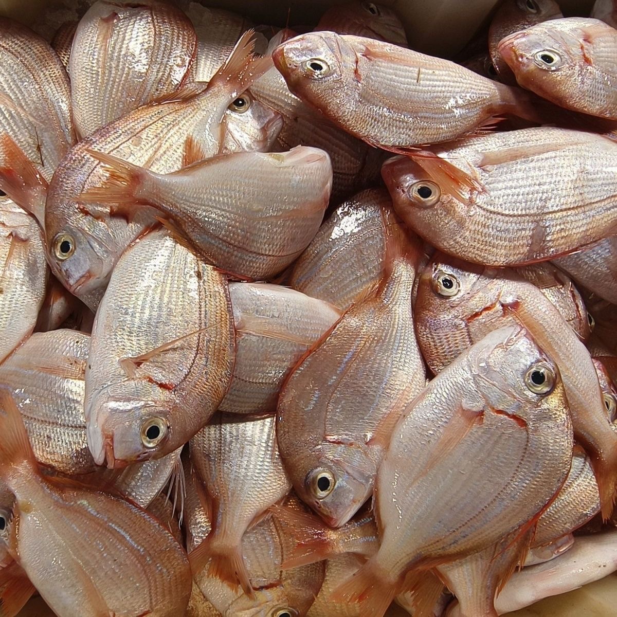 红立鱼广东赤棕鱼南海海鱼渔船海鲜4斤送1斤帮杀