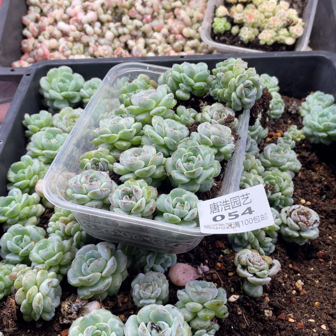 云***儿璞玉珍妮一物一拍054…