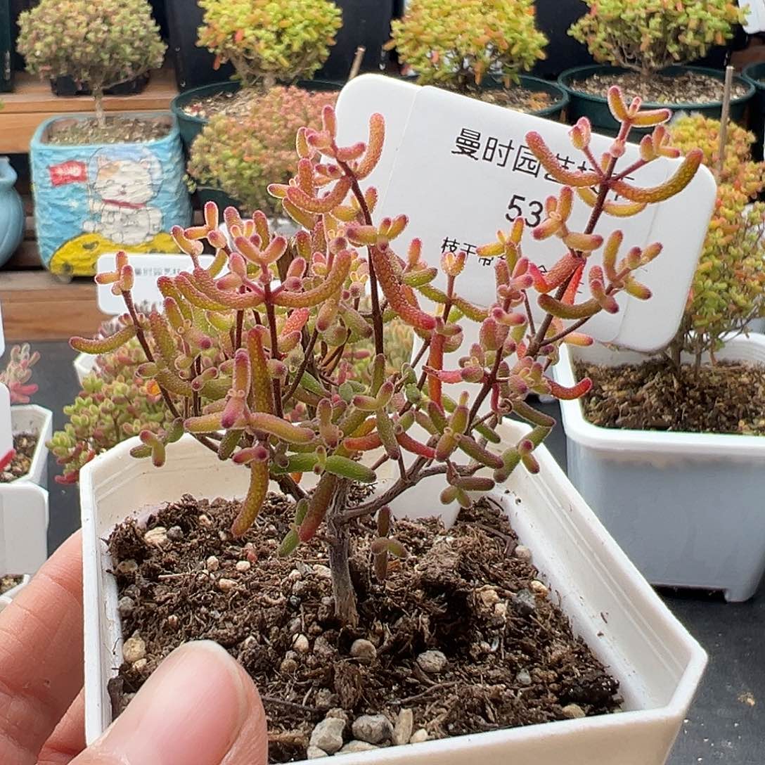 534号优选糖球锦12.9多肉