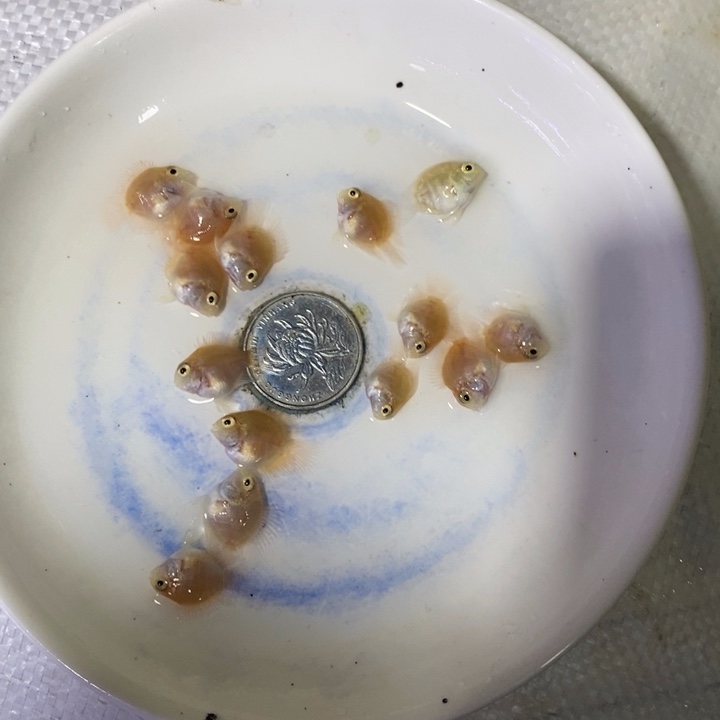 鹦鹉鱼胭脂粉六条