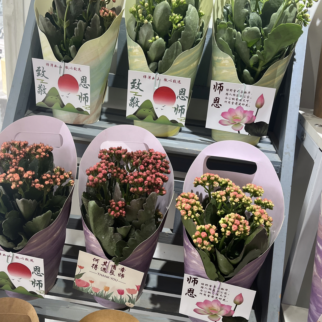 教师节长寿花盆栽