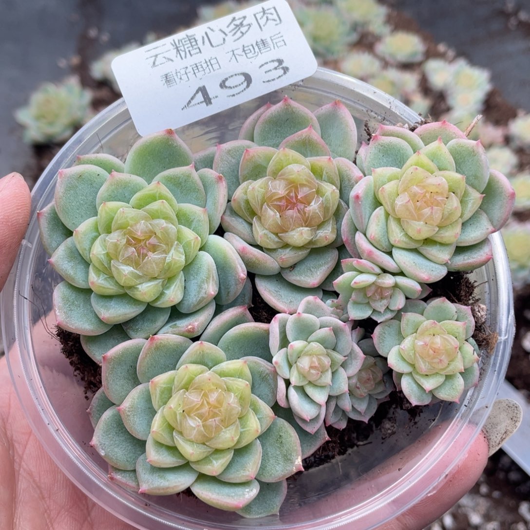 云糖心多肉植物493