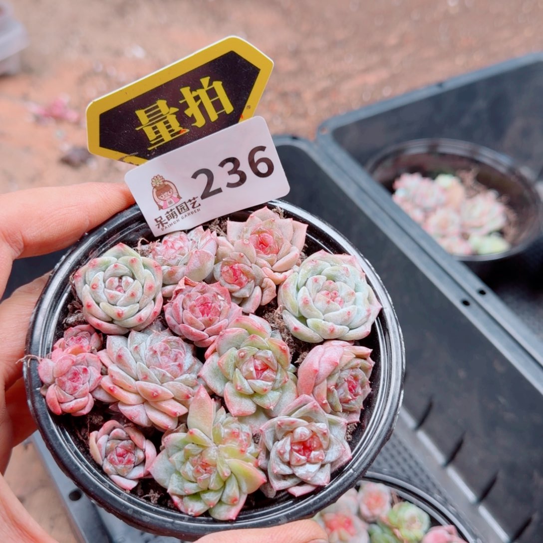 多肉植物多肉植物