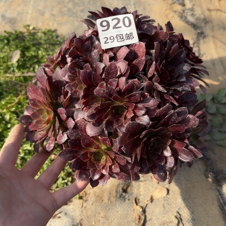 金丝缕……多肉植物……